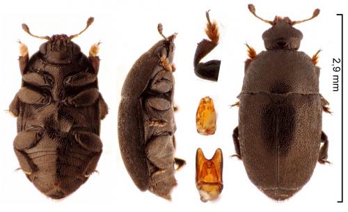 Réf. 246 084 : Thymogethes egenus
